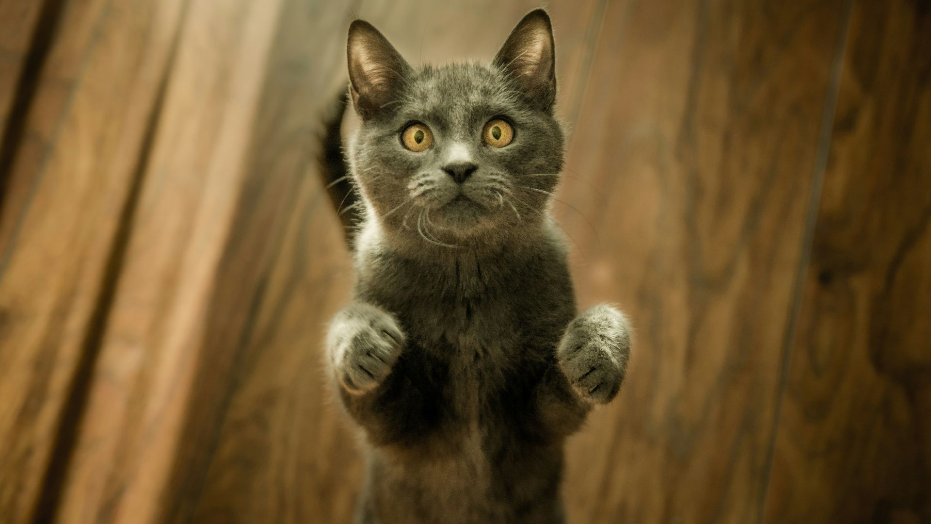 gray cat standing in two feet