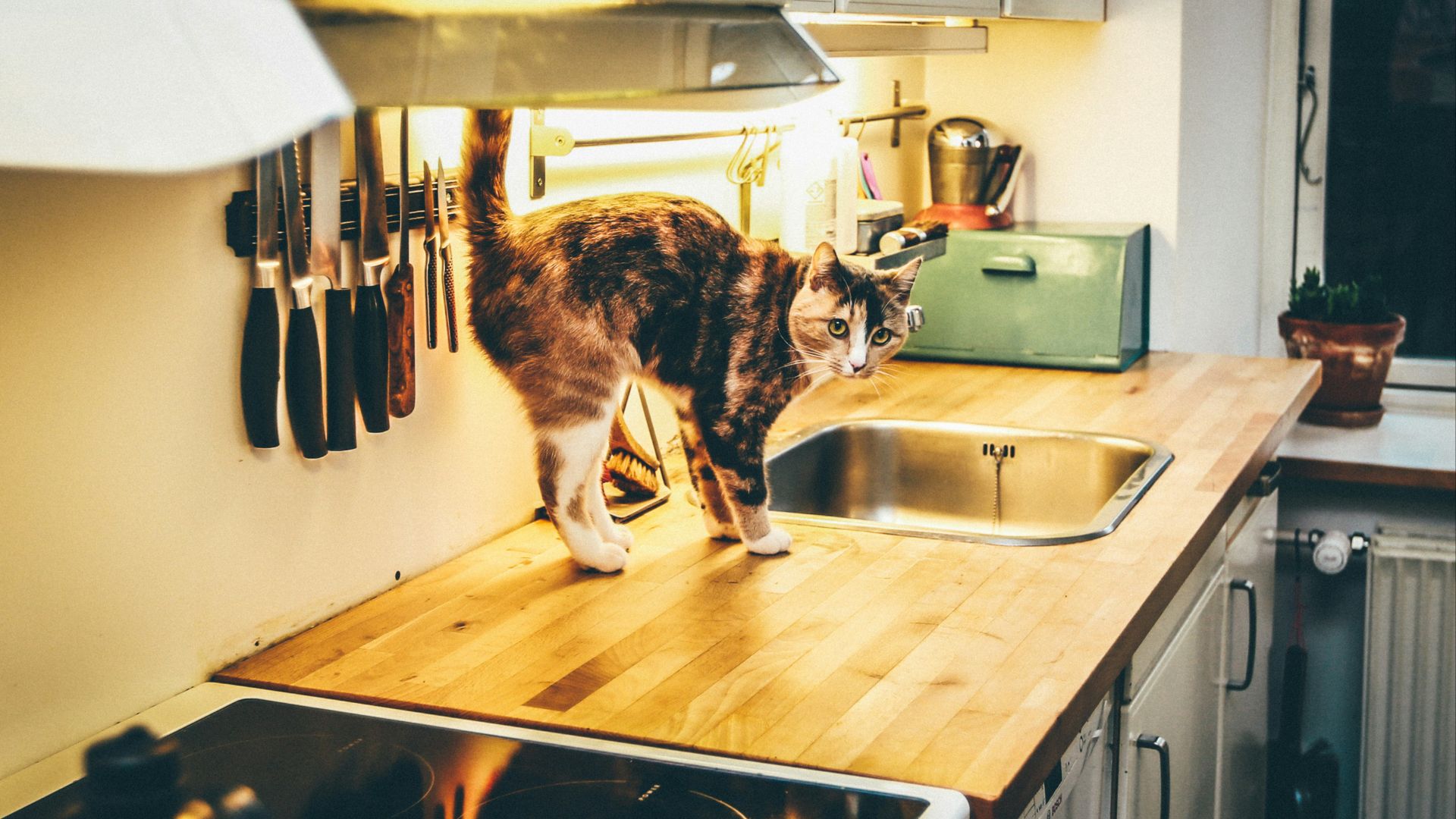 short-hair black cat on the brown snk