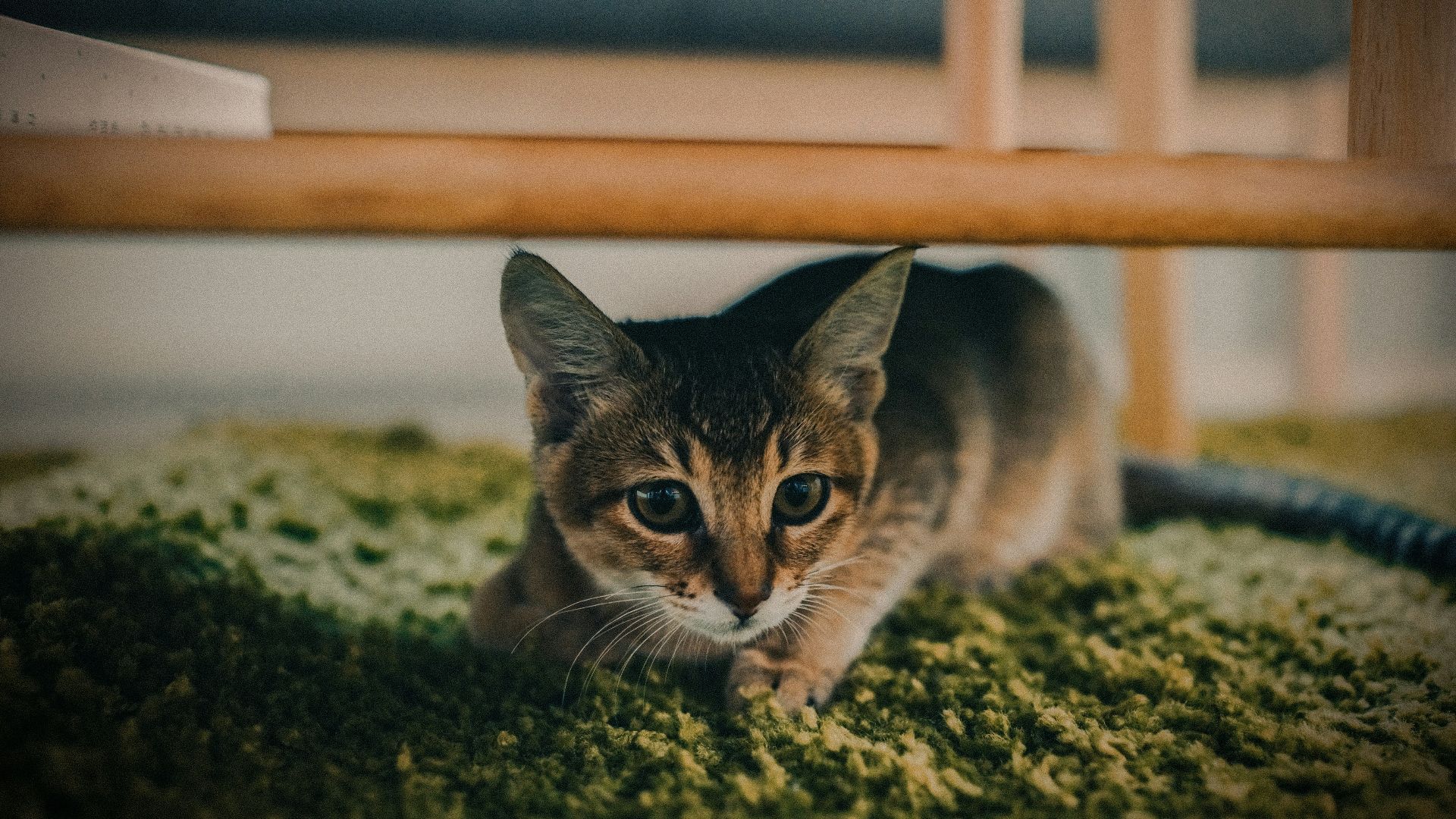 selective focus photography of brown tabby cat under brown wooden frame