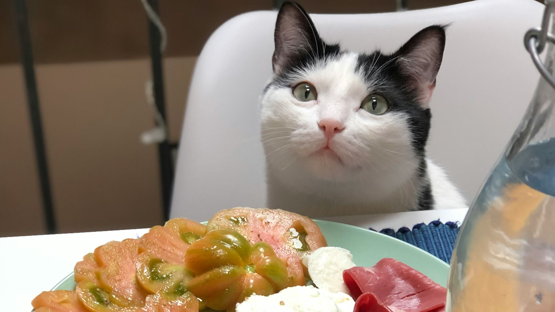 white and black cat on white table