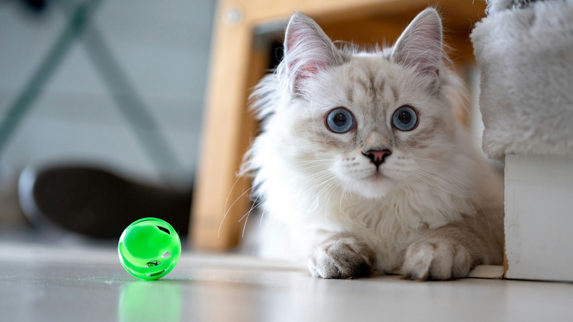 white and brown cat on white table