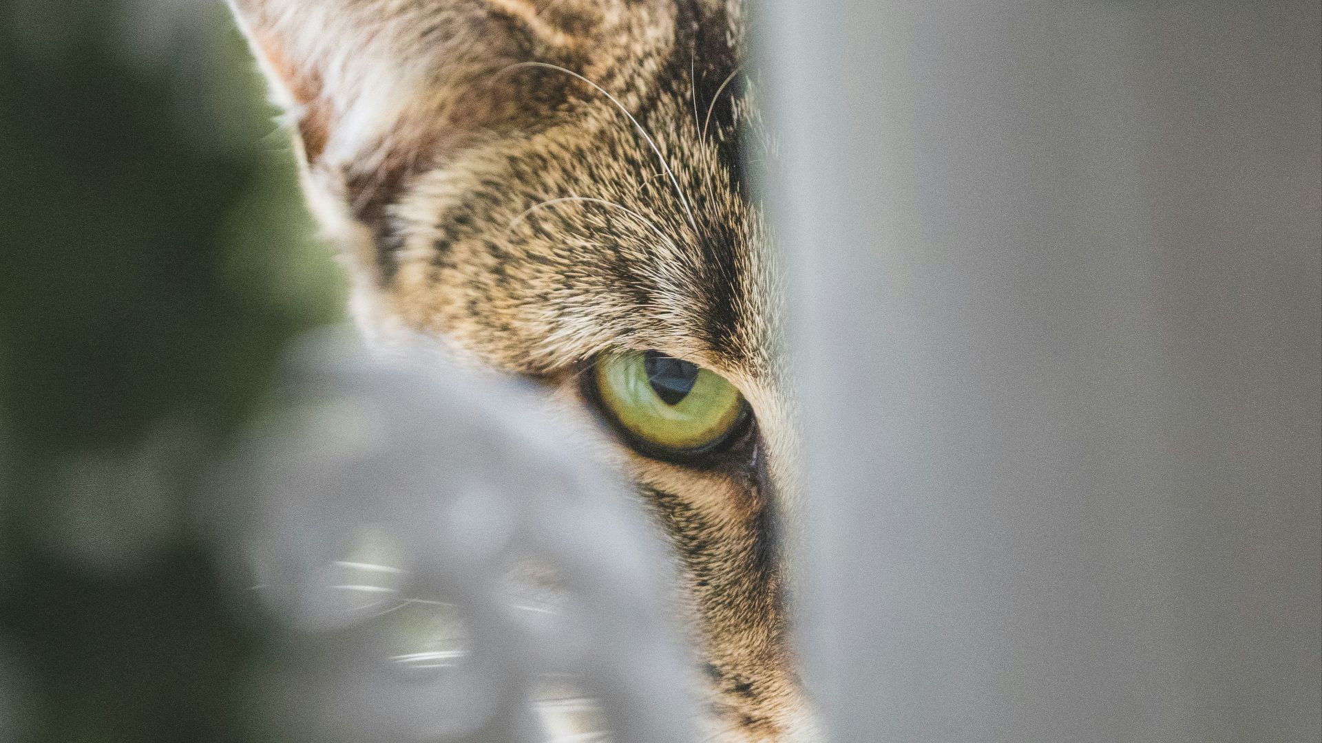 brown tabby cat in white plastic container
