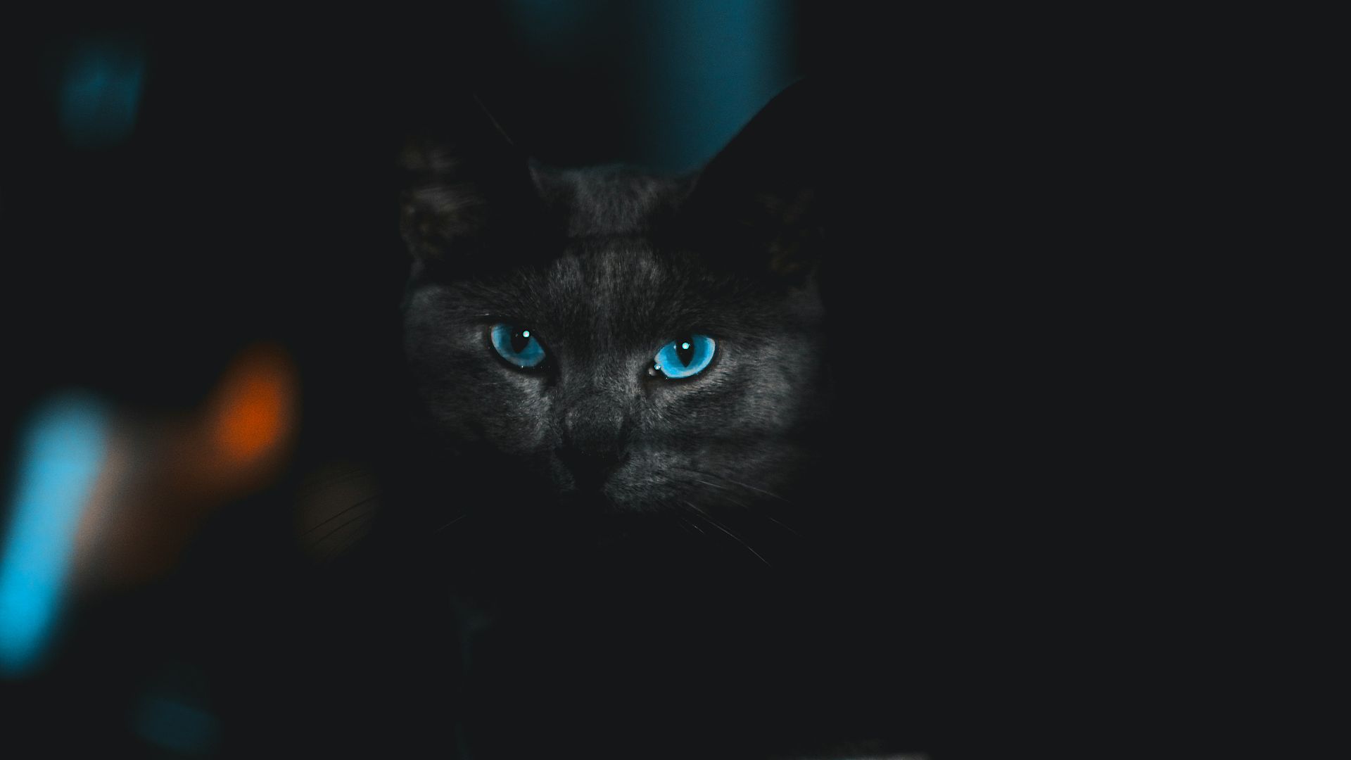 black cat with blue eyes