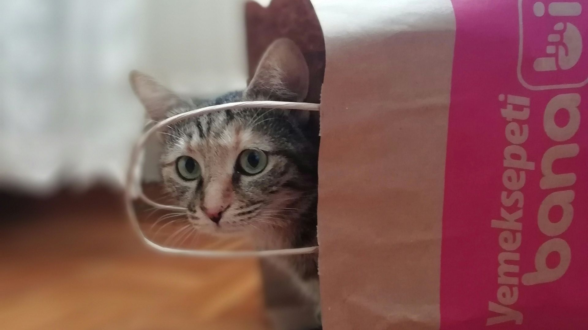 brown cat in shopping bag