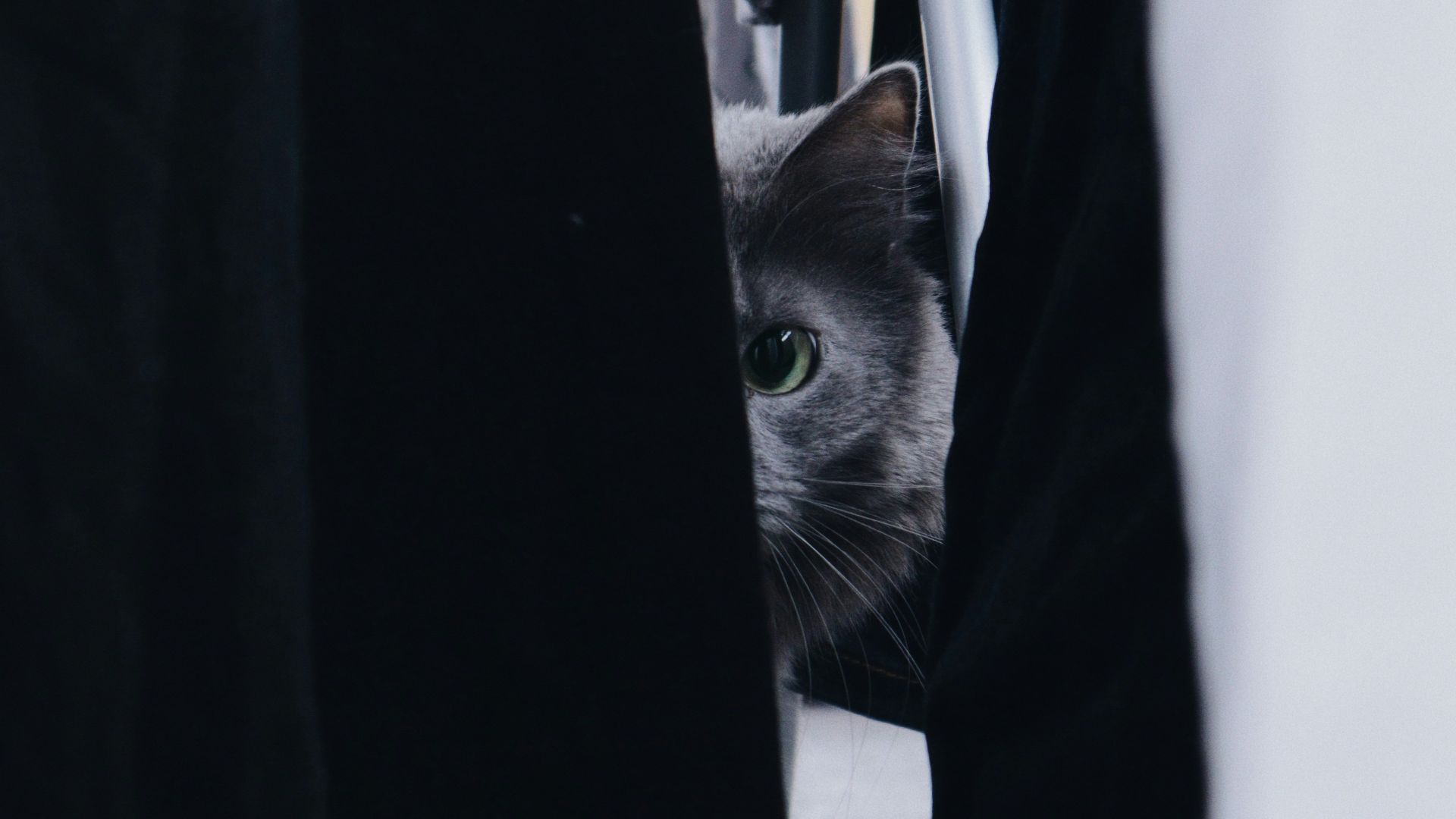 black and gray cat on black textile
