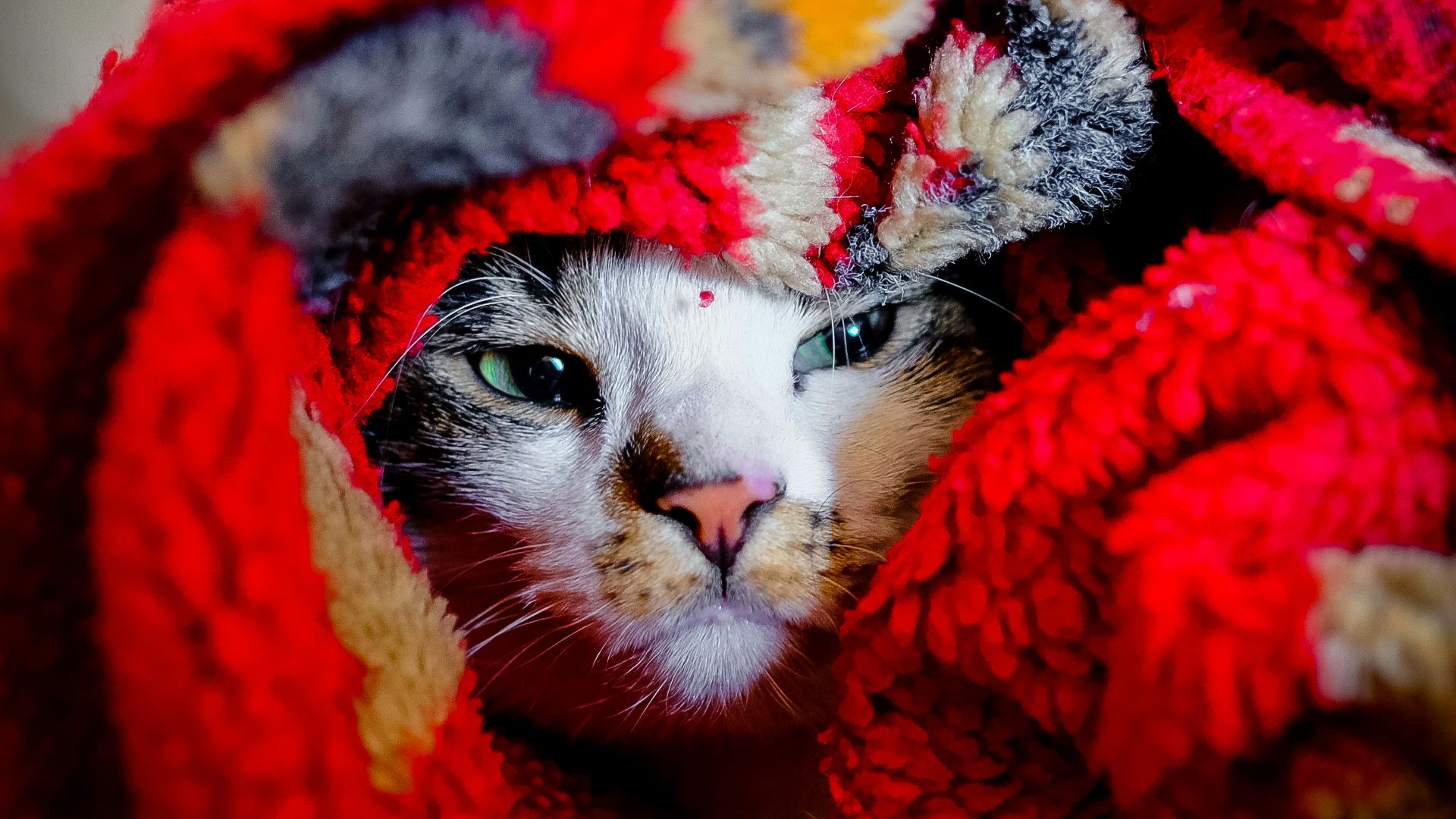 shallow focus photography of cat under textile