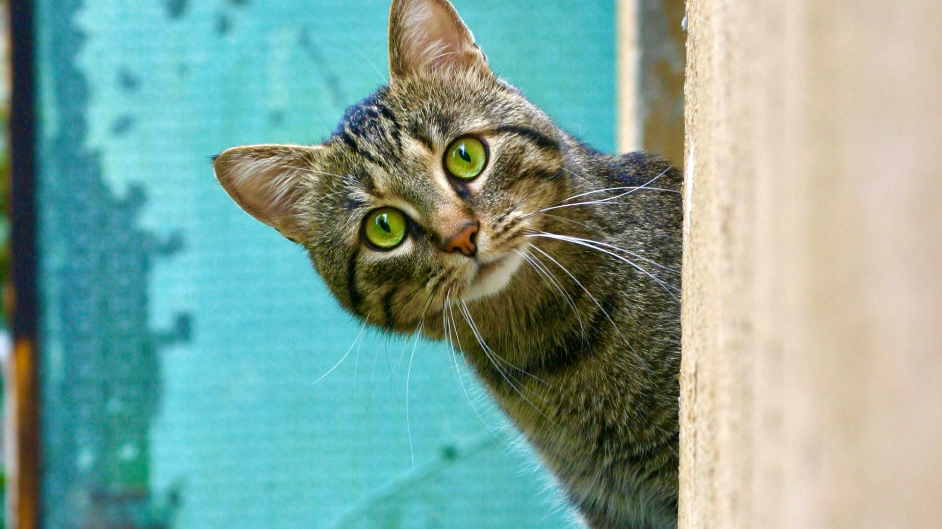 brown tabby cat on white wooden window