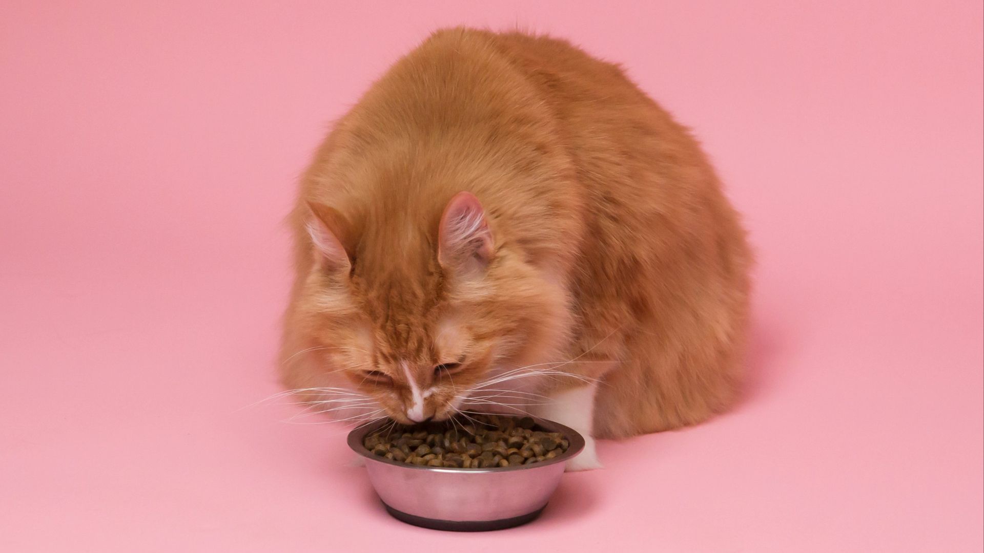 orange tabby cat eating on black ceramic bowl