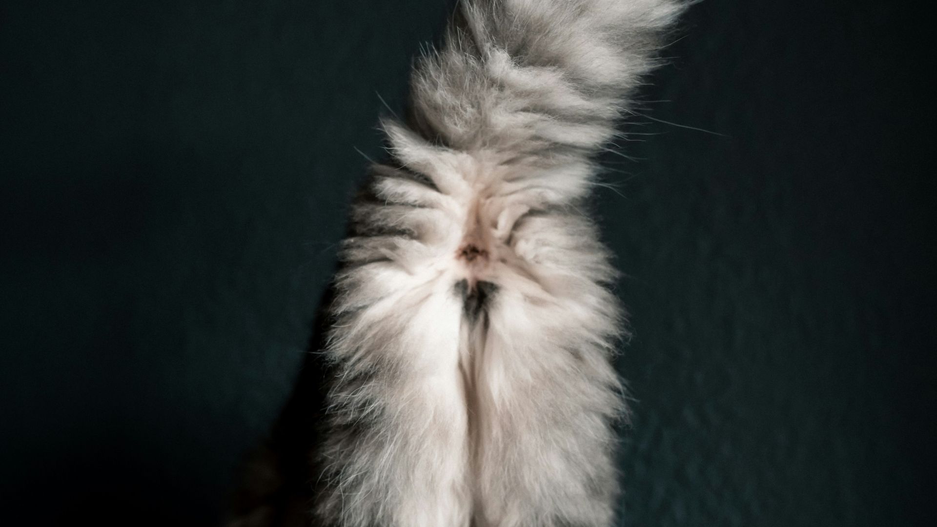 a fluffy cat sitting on top of a blue blanket