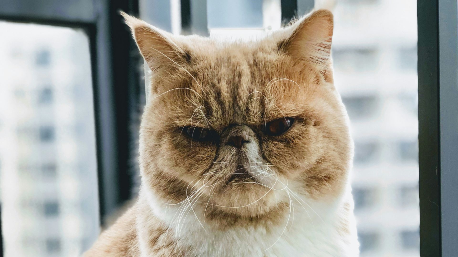 brown and white cat sitting beside of glass window during daytime