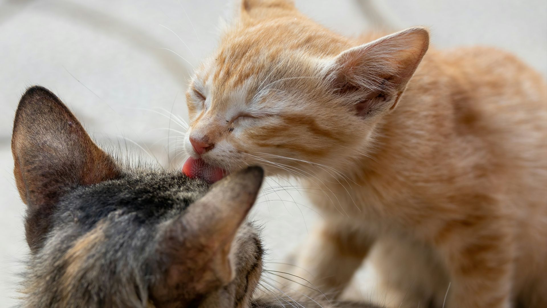 orange tabby cat and silver tabby cat
