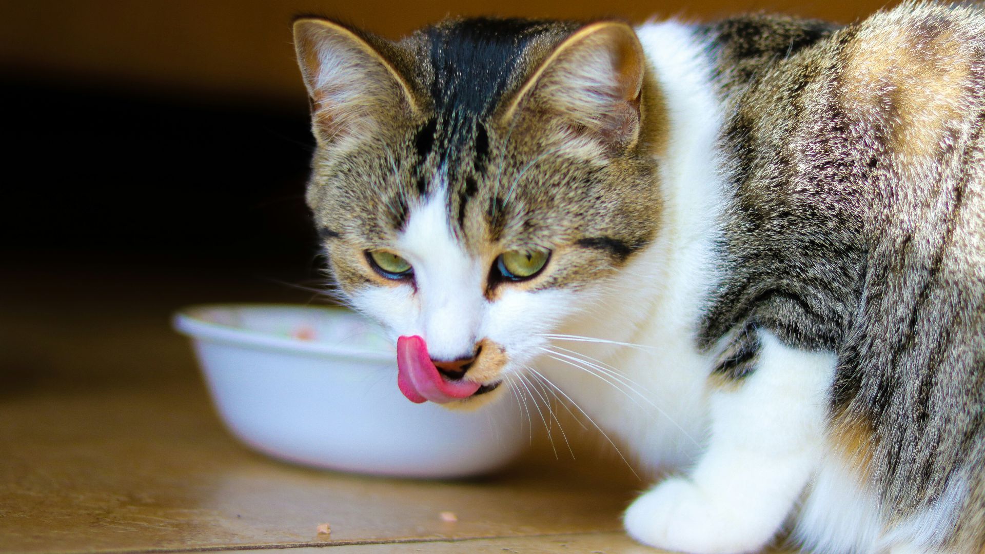 brown tabby cat on brown wooden table