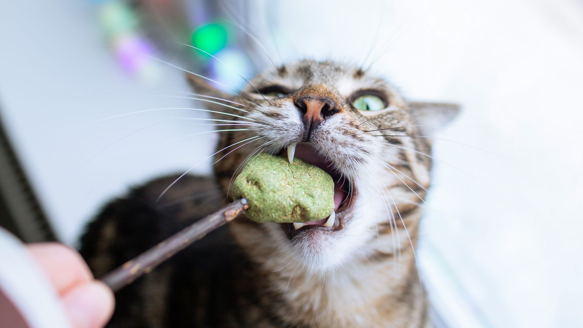 A cat that is eating something out of a stick