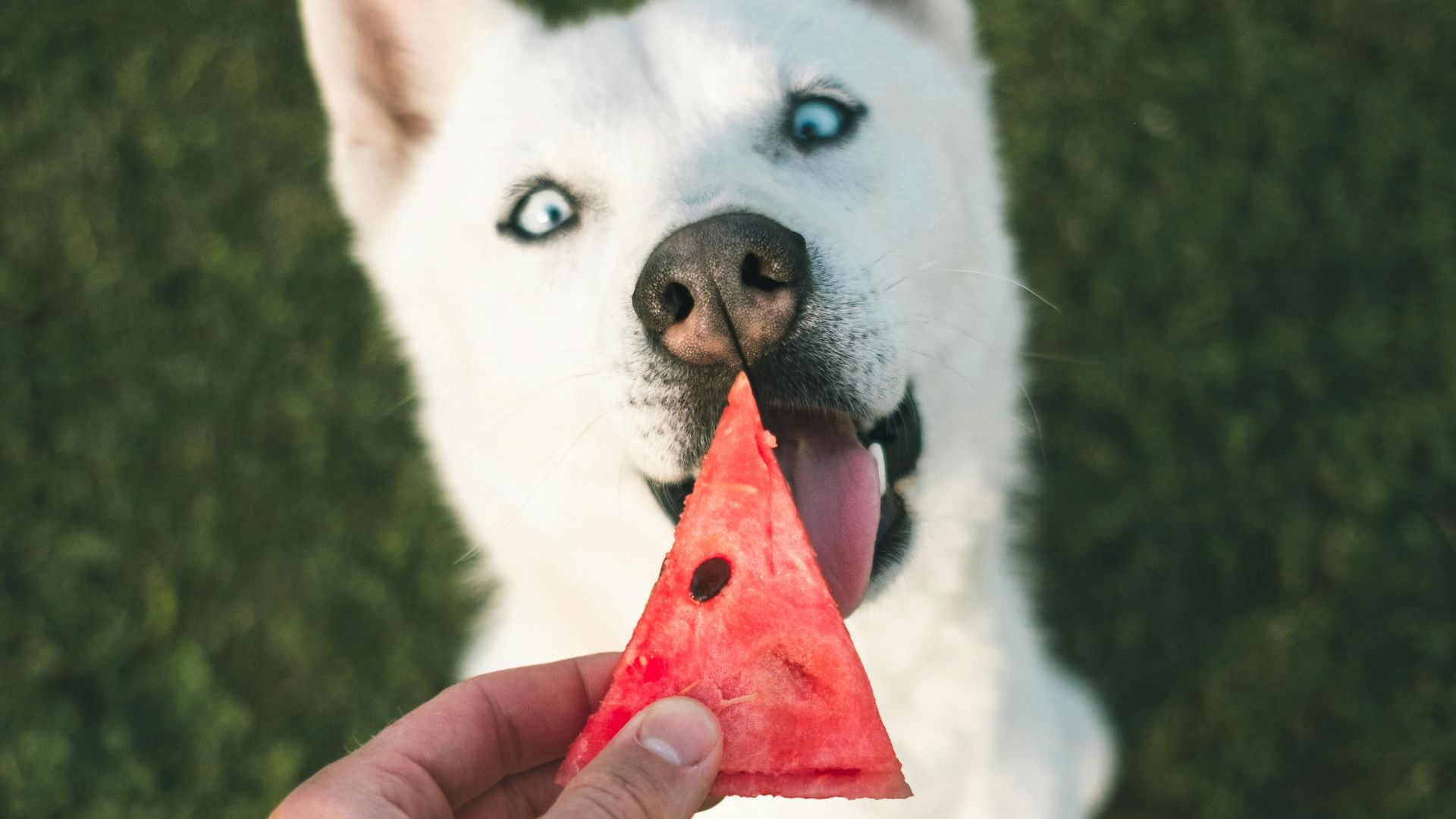 person holding watermelon