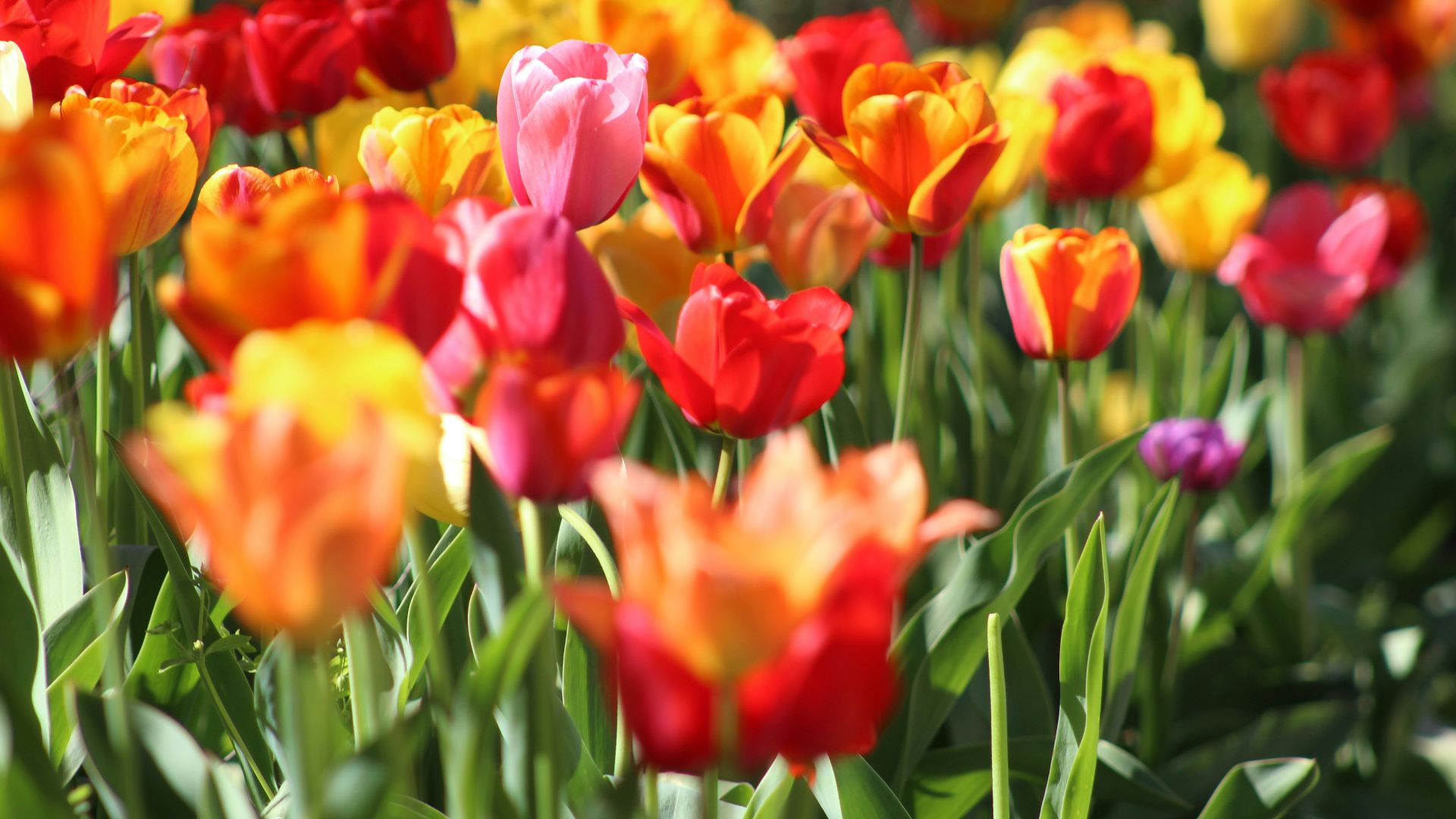 assorted flowers in macro shot photography during daytime