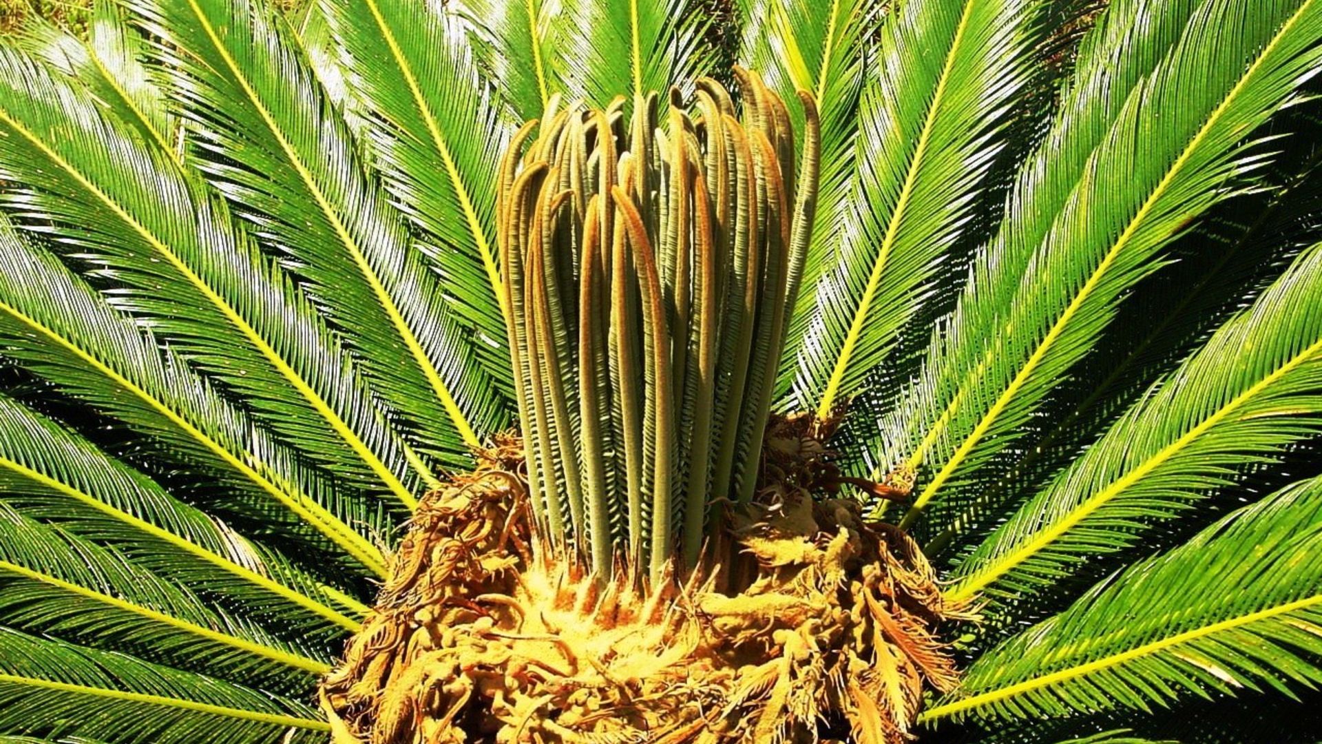 File:Cycas revoluta1327A.JPG