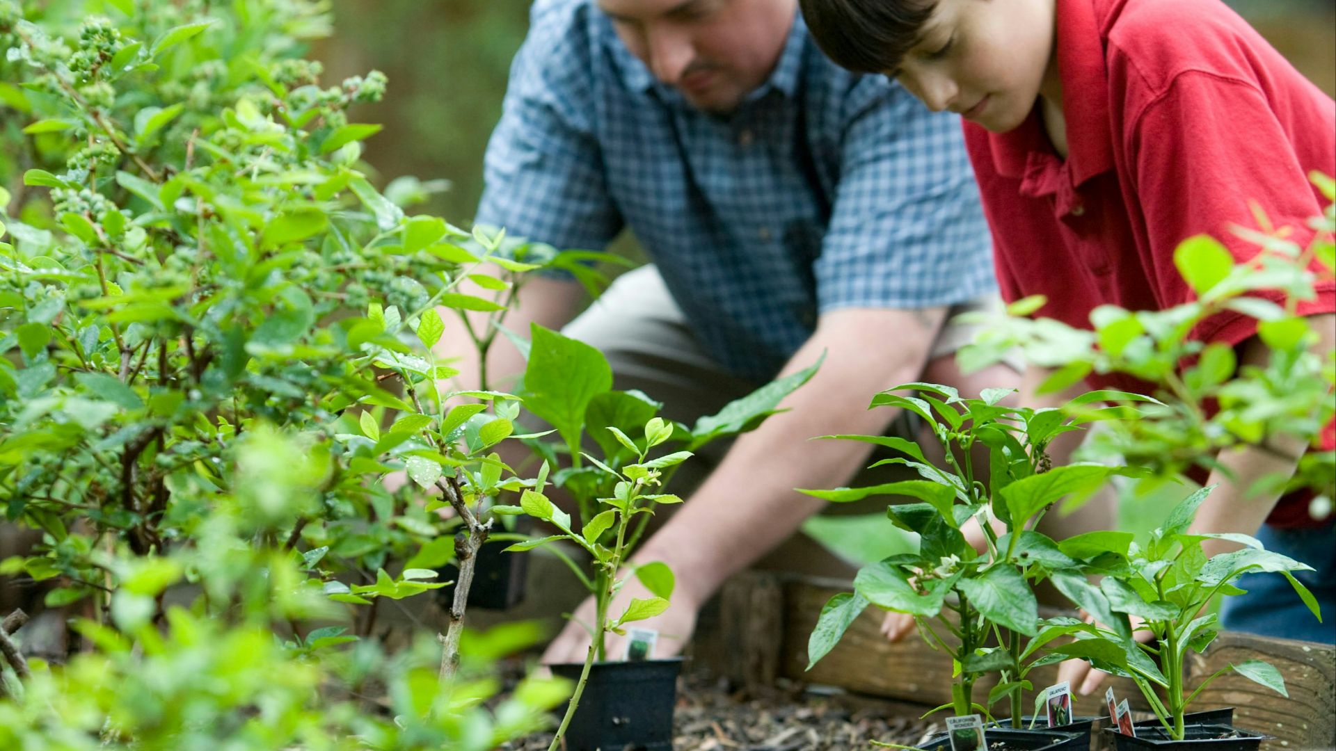 boy in blue and white checkered button up shirt holding green plant