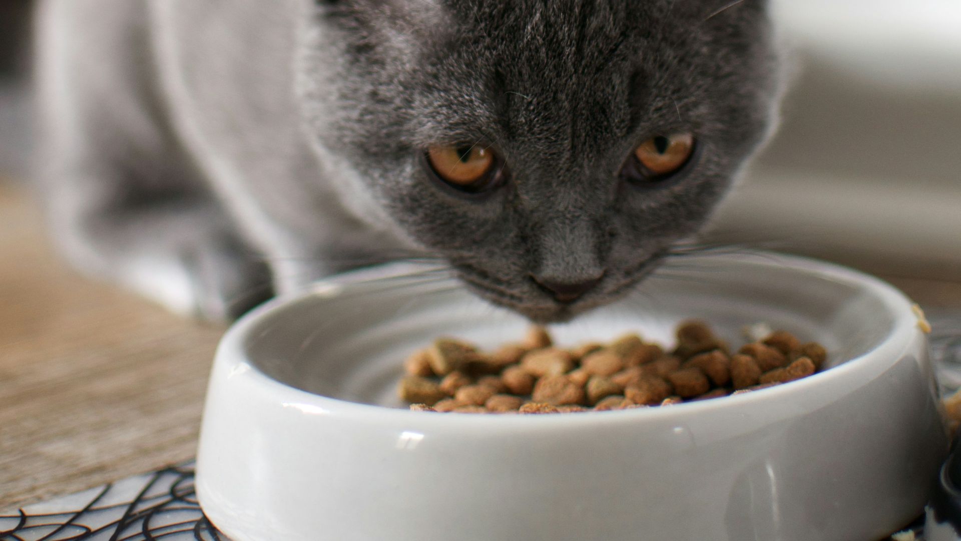 russian blue cat on brown wooden table