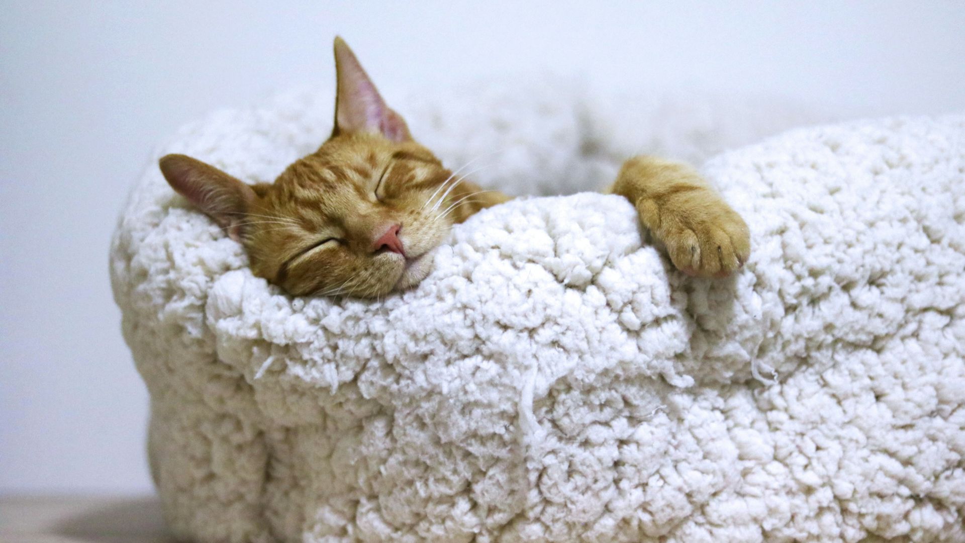 orange tabby cat sleeping on white pet bed