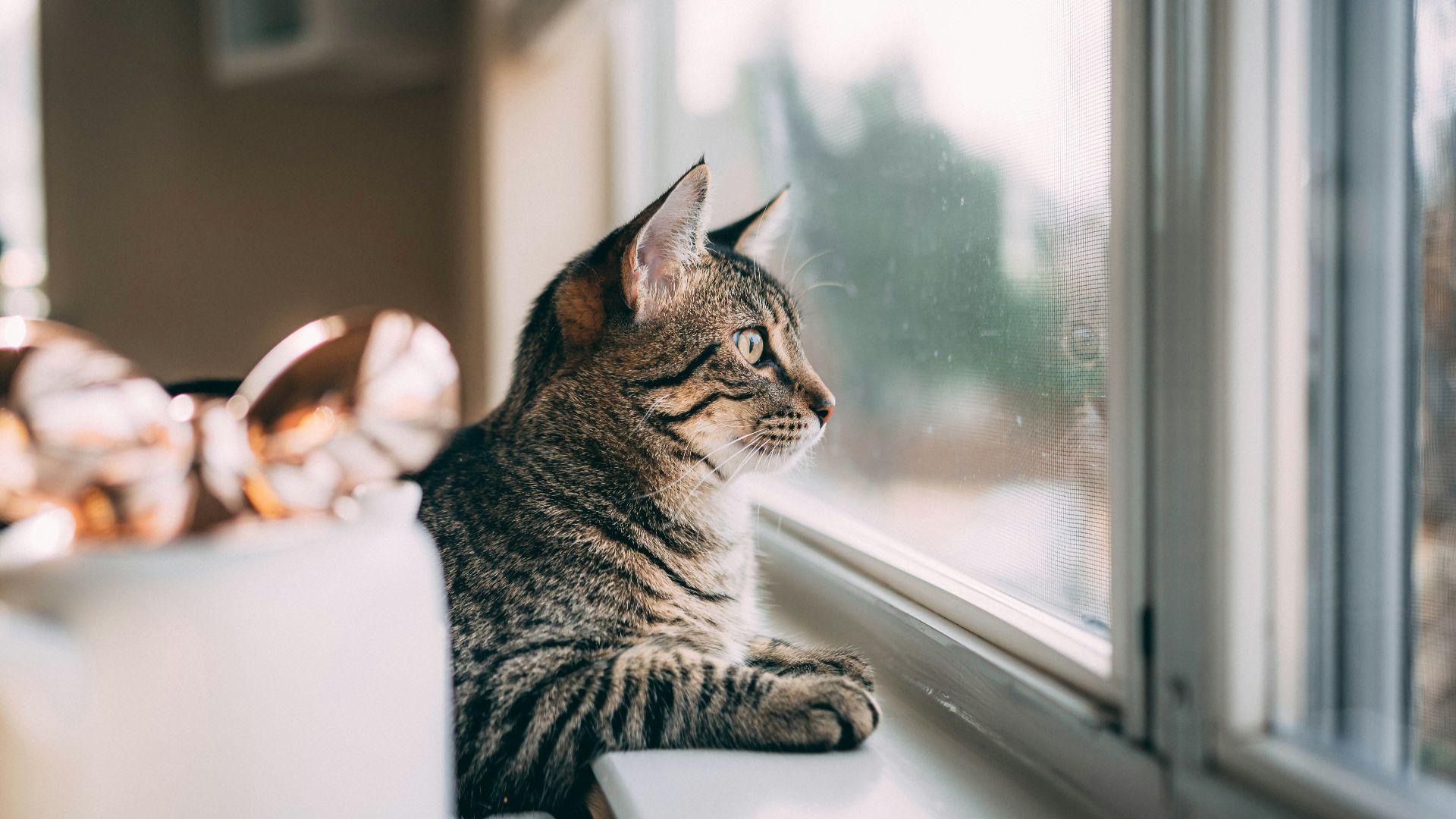 silver tabby cat on window