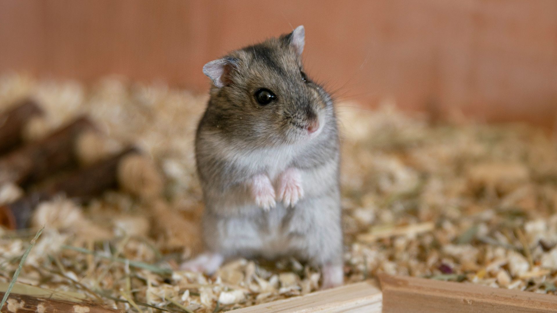 selective focus photography of gray rodent inside cage