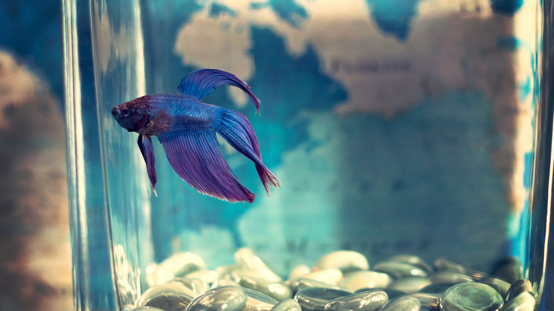 blue and purple guppy fish swimming on aquarium