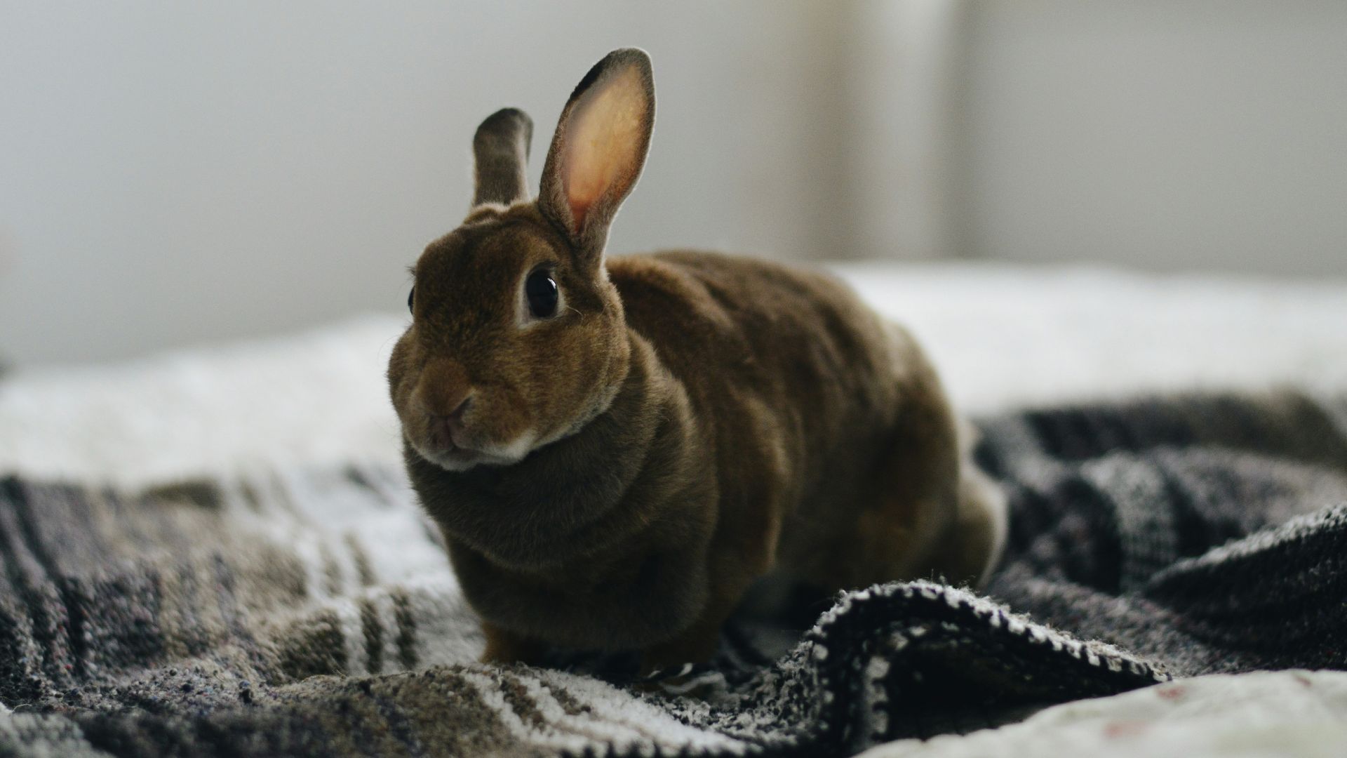 brown rabbit on gray textile