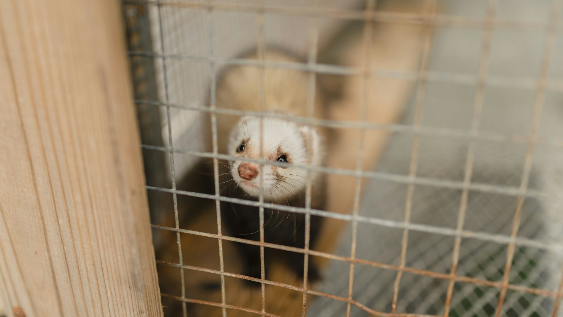 brown weasel in cage