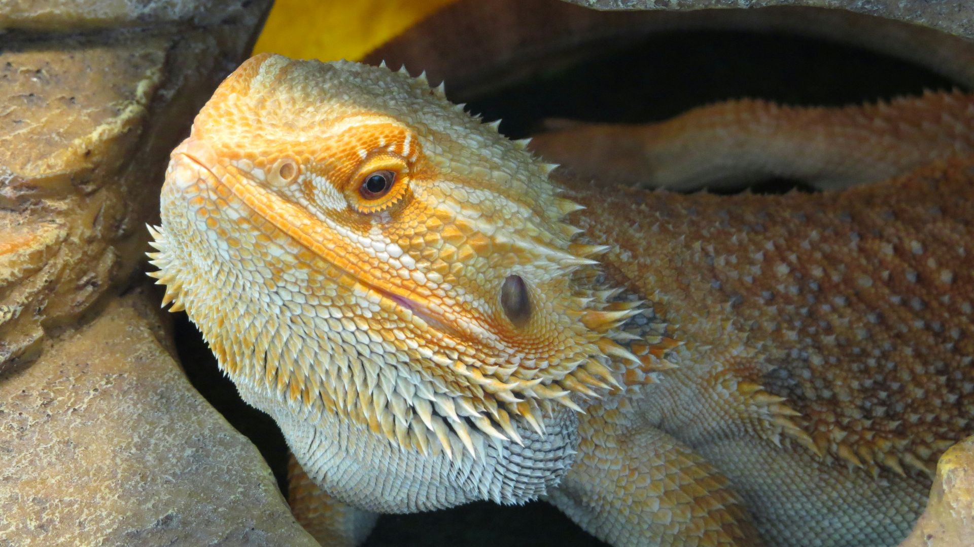 a close up of a lizard in a cave