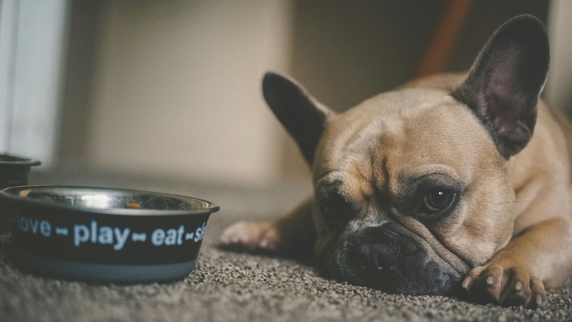puppy beside pet bowl