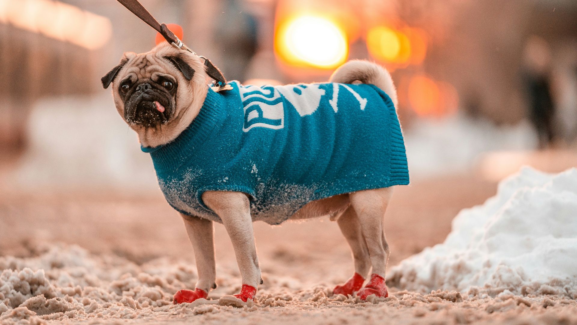 a small dog wearing a blue sweater and red shoes