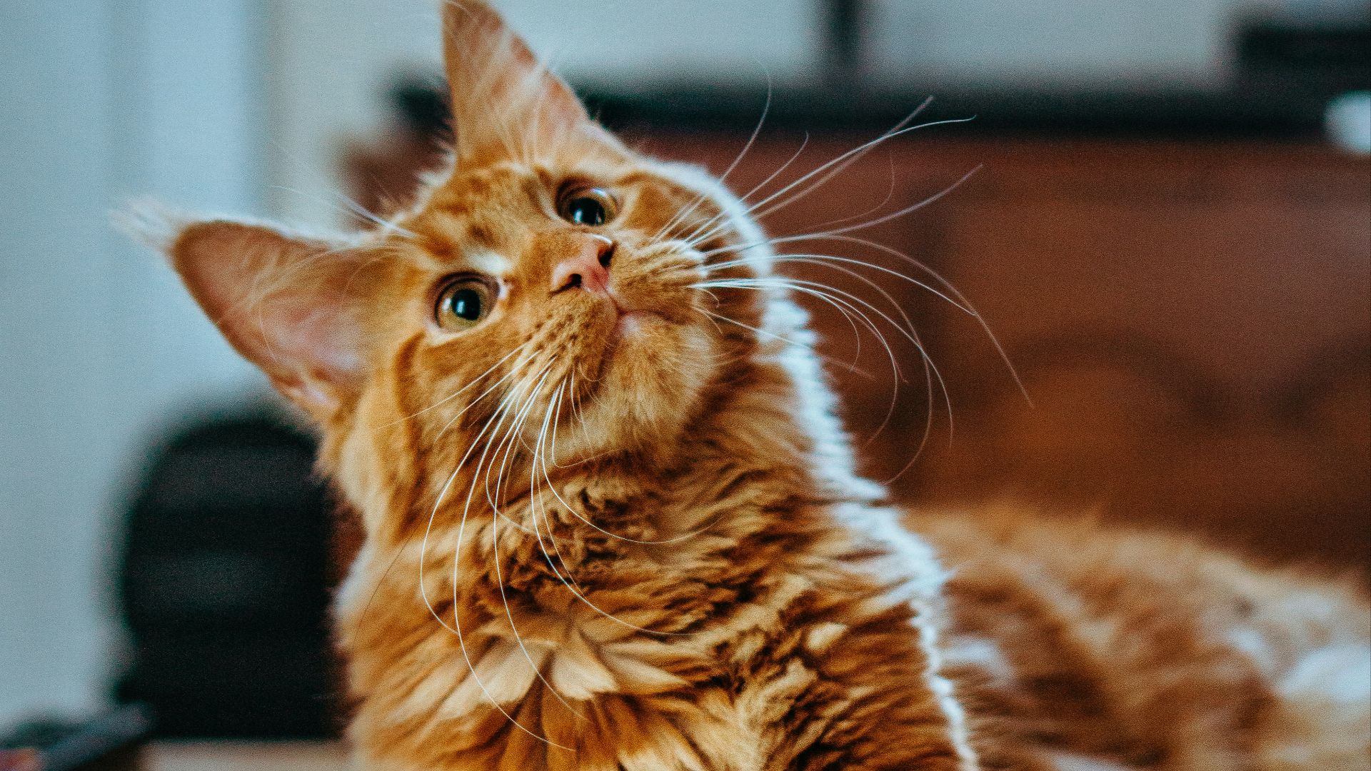 selective focus photography of orange and white cat on brown table