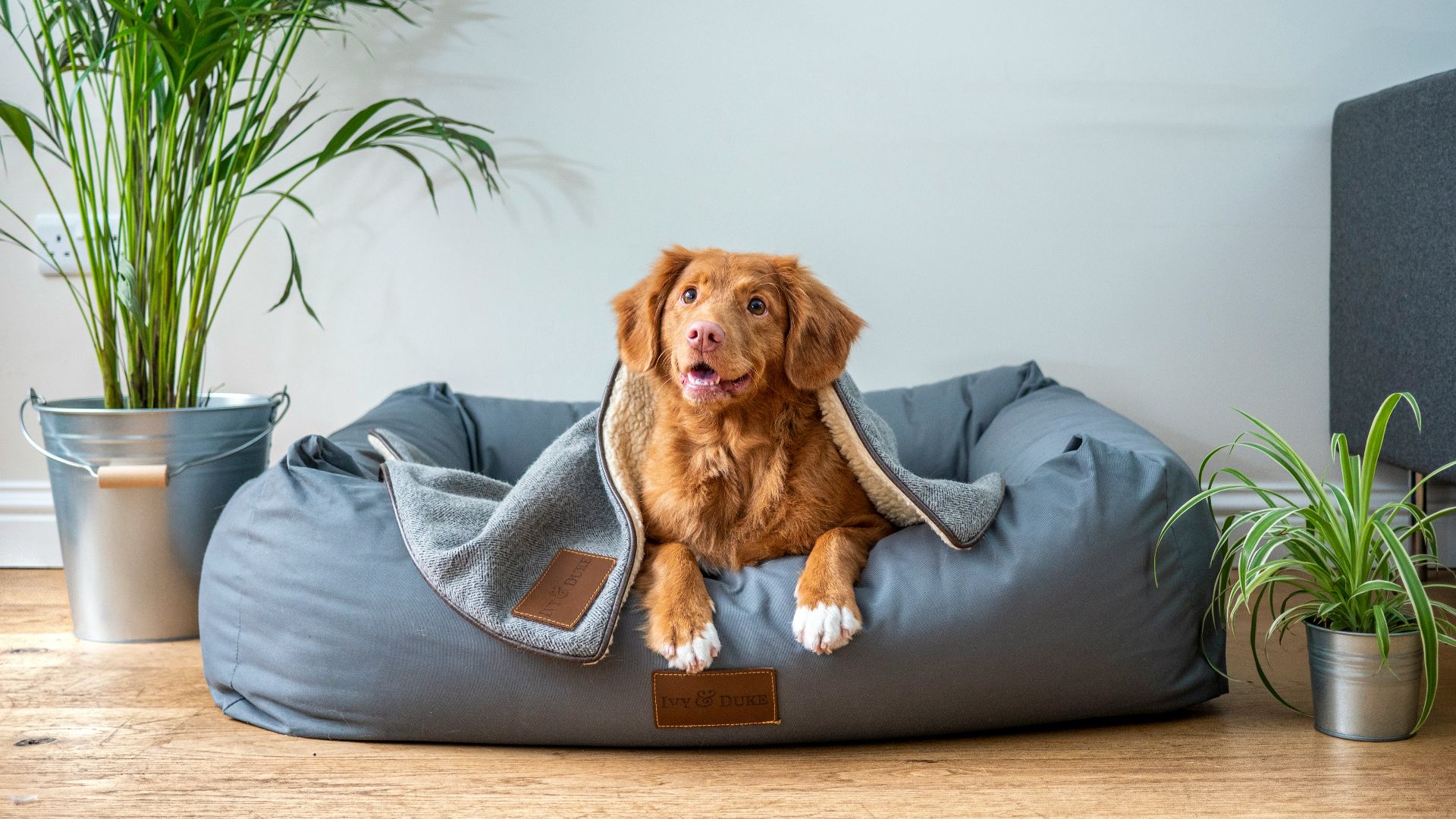 brown short coated dog on gray couch