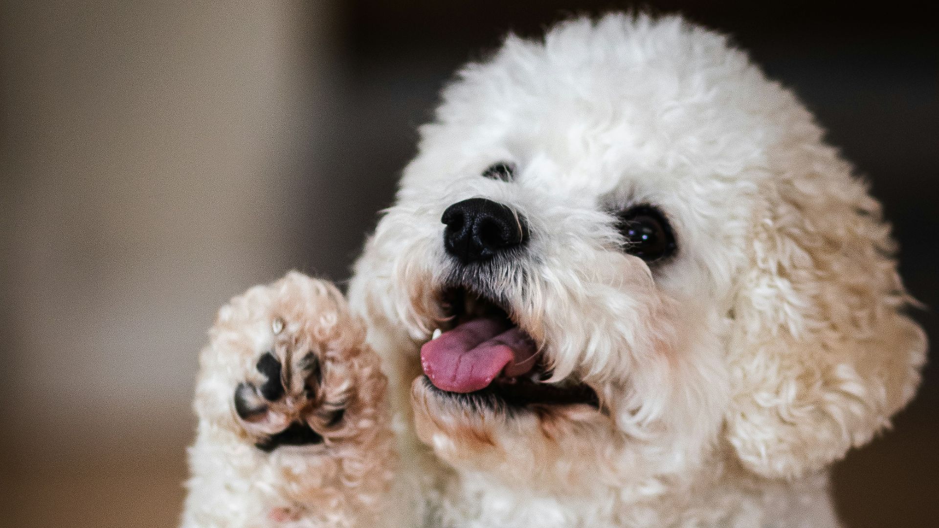 white poodle puppy on brown wooden table