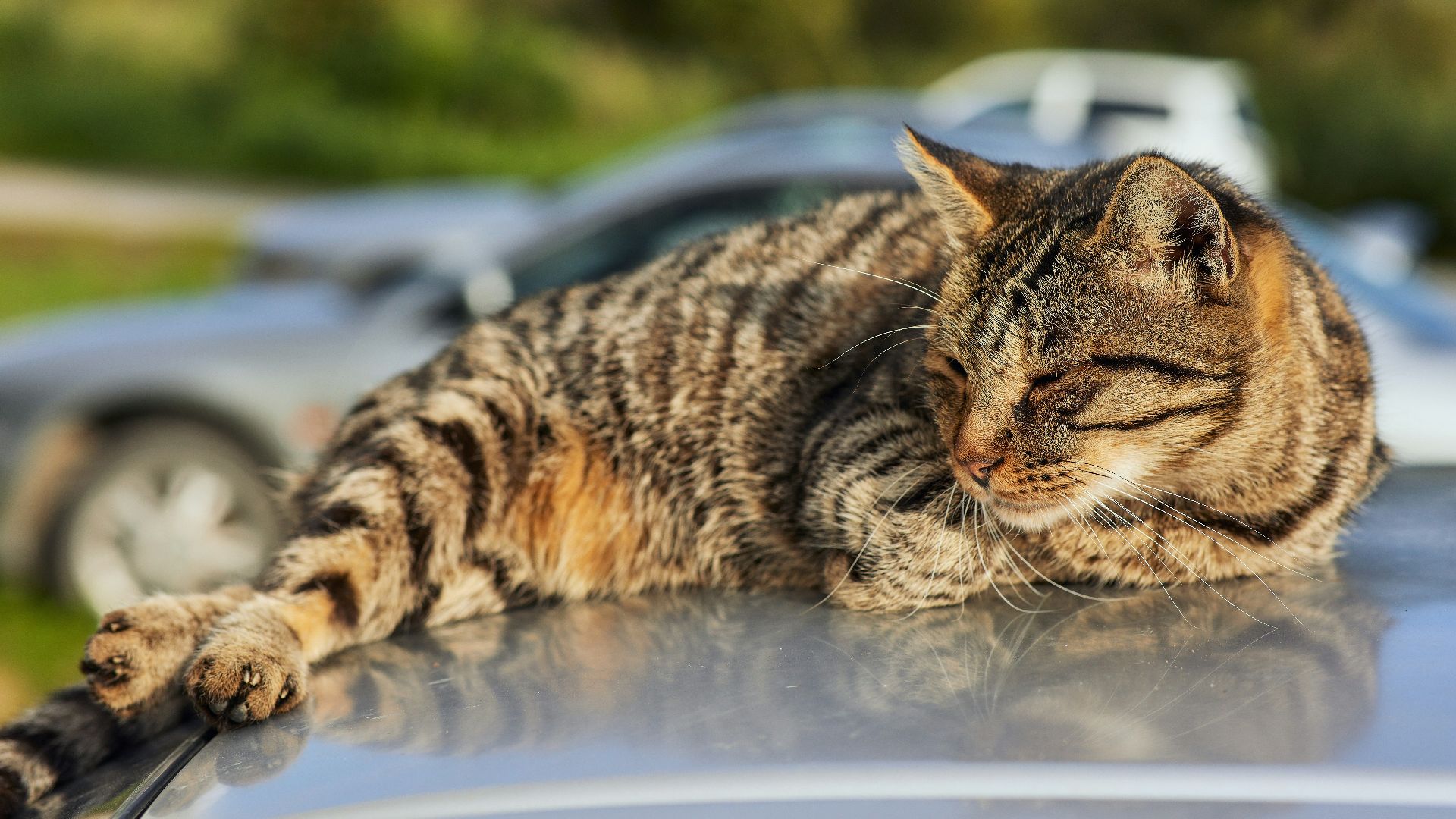 brown tabby cat on white table