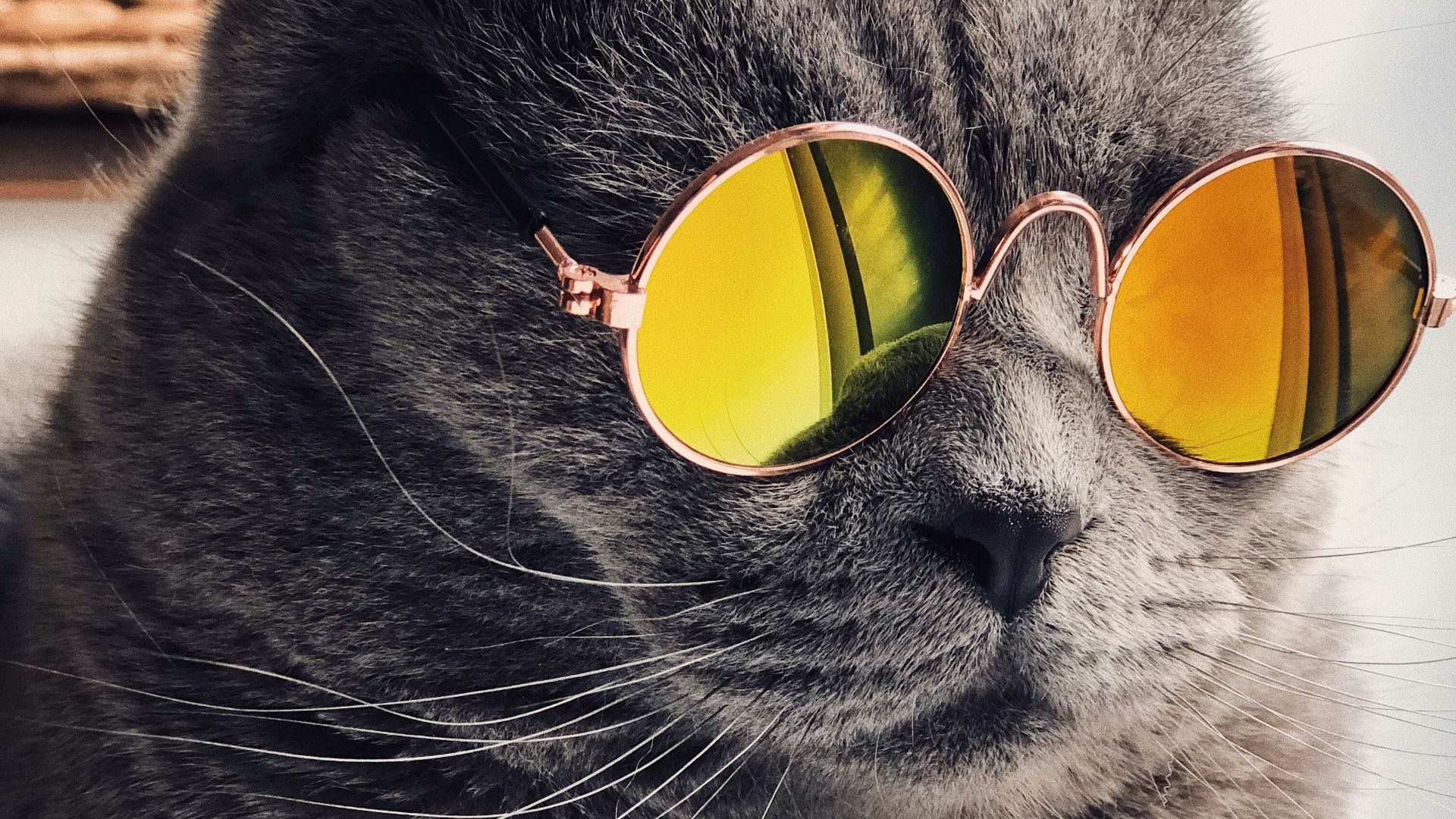 Russian blue cat wearing yellow sunglasses