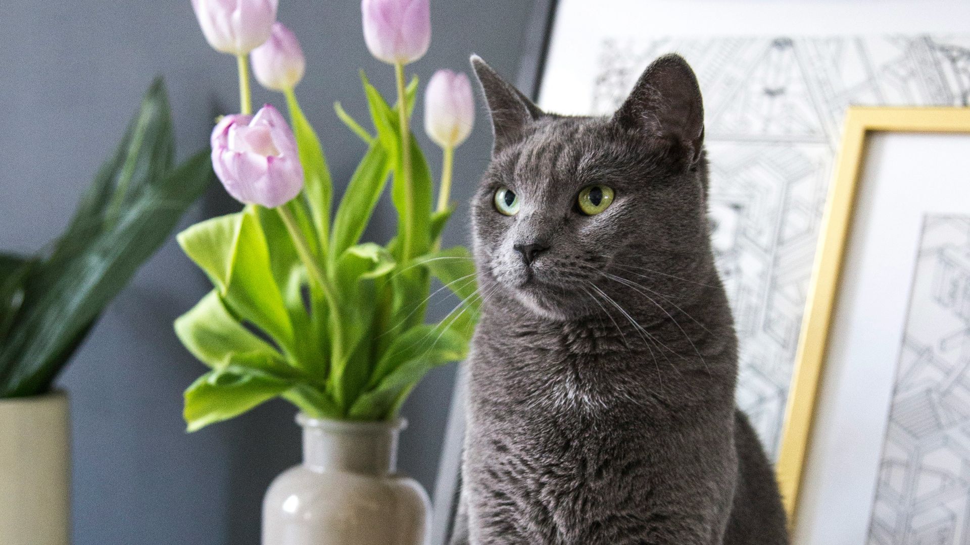 russian blue cat on white table