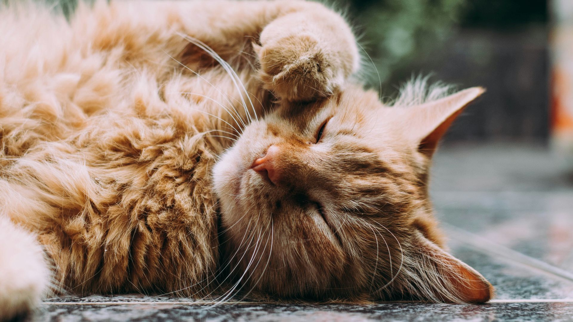 orange Persian cat sleeping