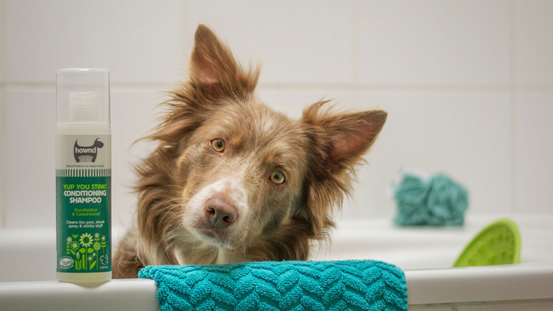 a dog sitting in a bathtub next to a blue towel