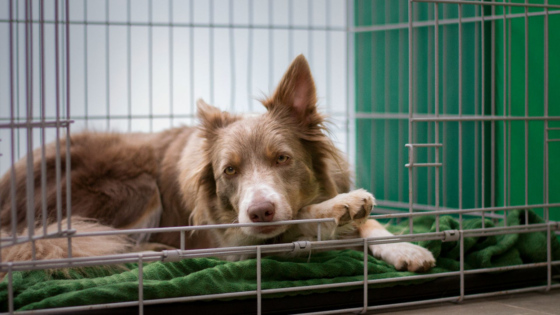 brown short coated dog lying on green metal cage
