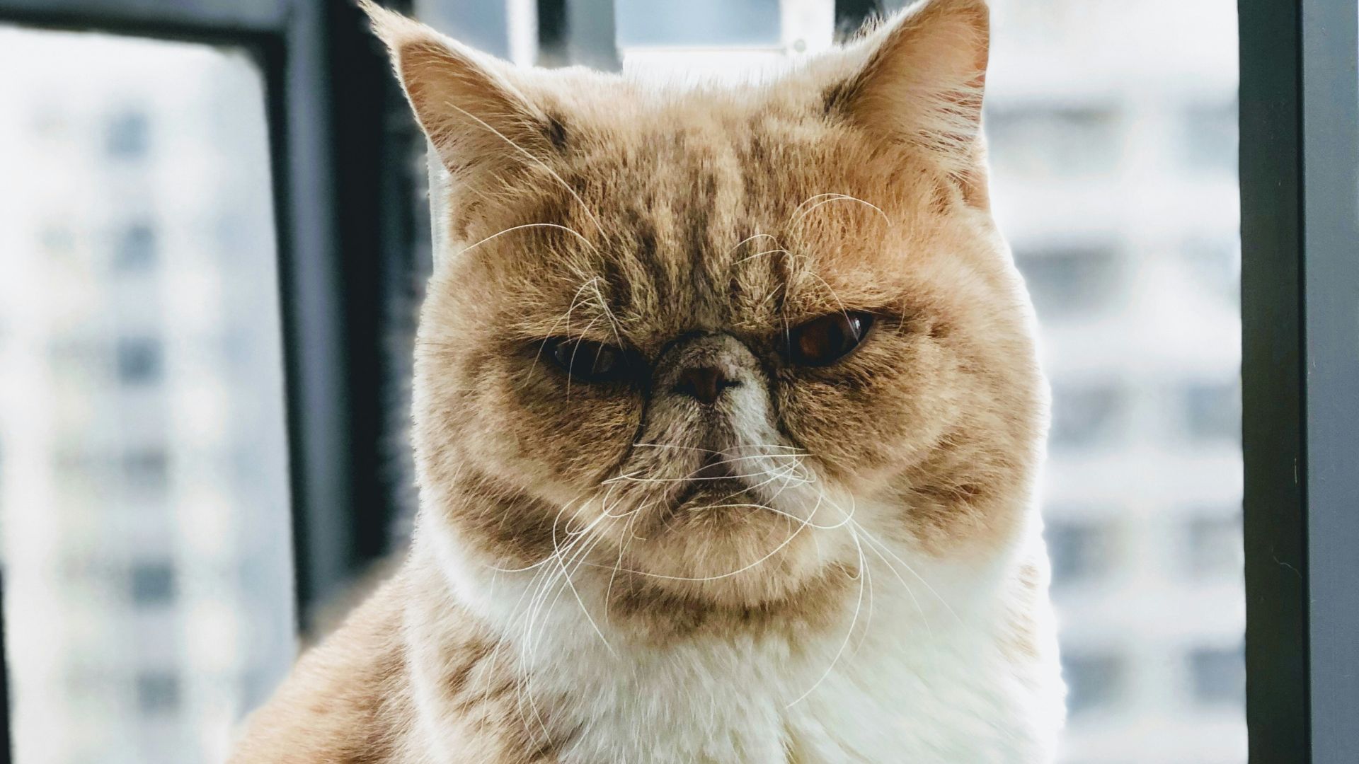 brown and white cat sitting beside of glass window during daytime