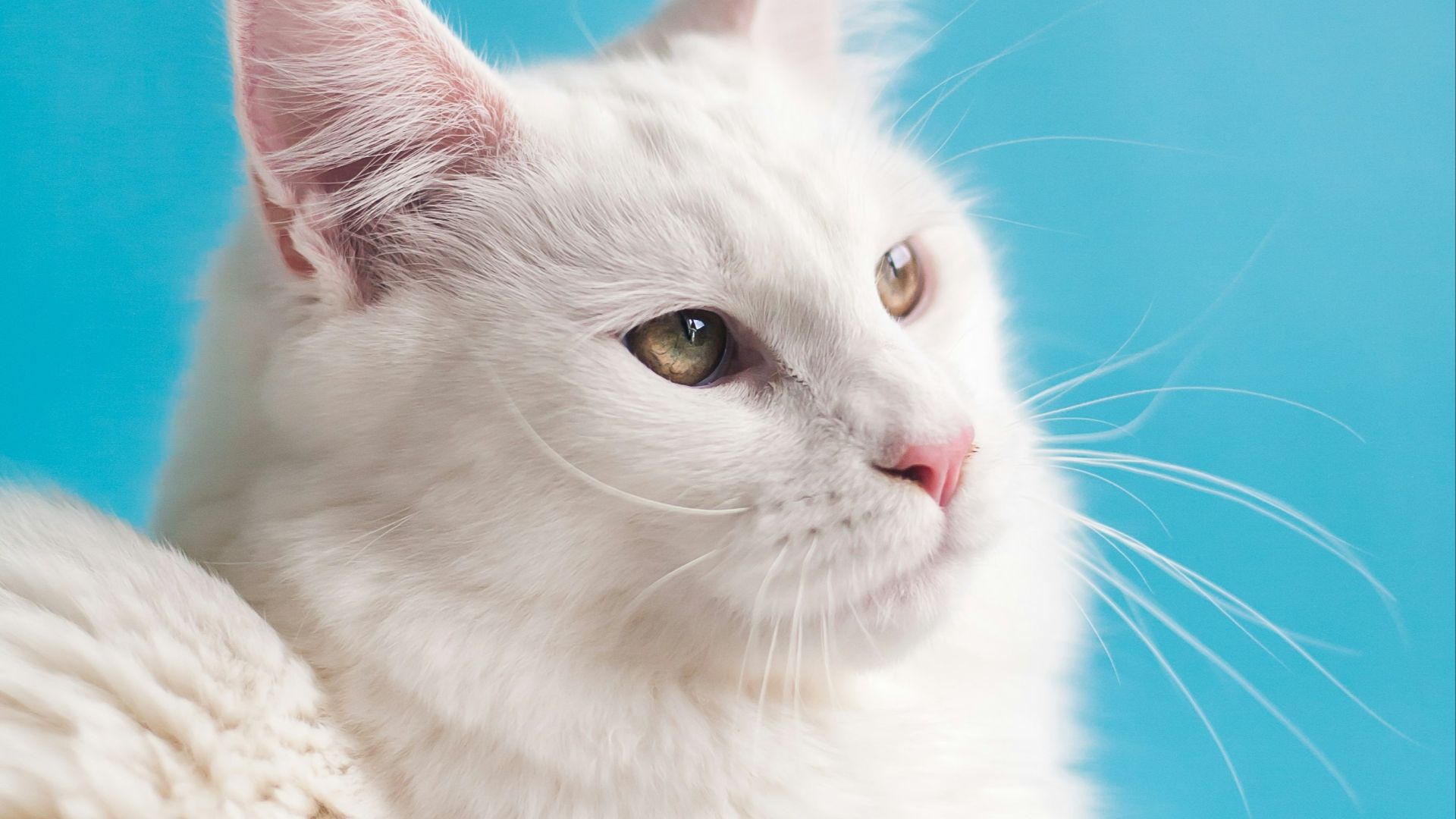 white cat on white textile