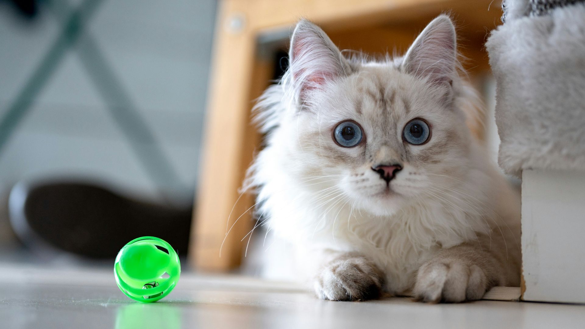 white and brown cat on white table