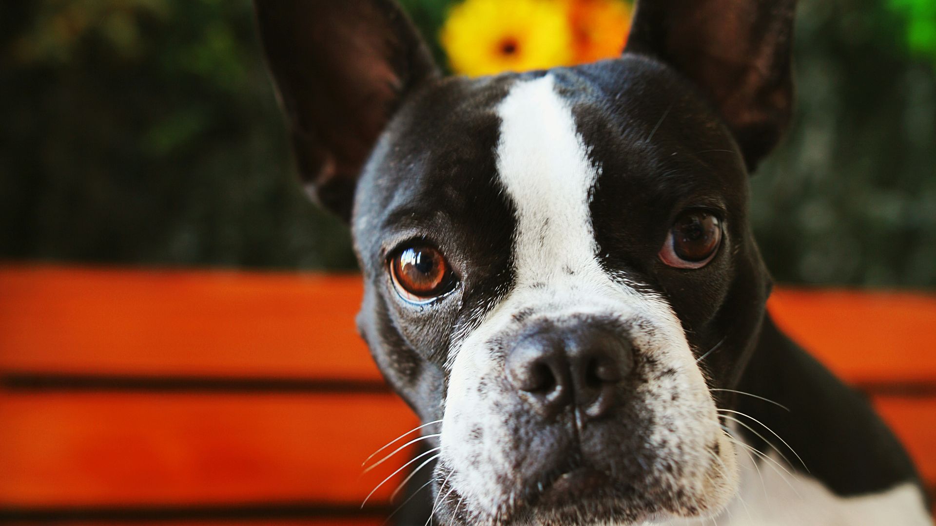 black and white short coated dog on brown wooden bench