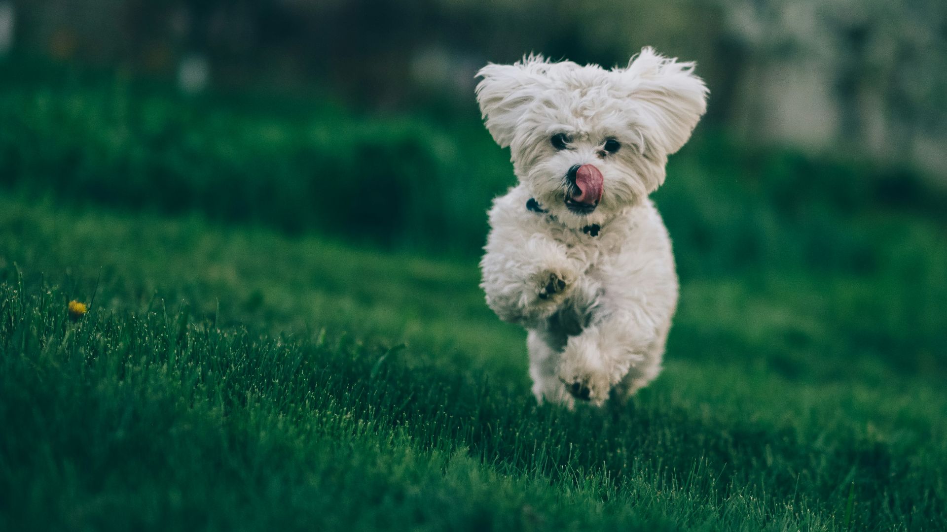 selective focus photography of white dog running on green grass