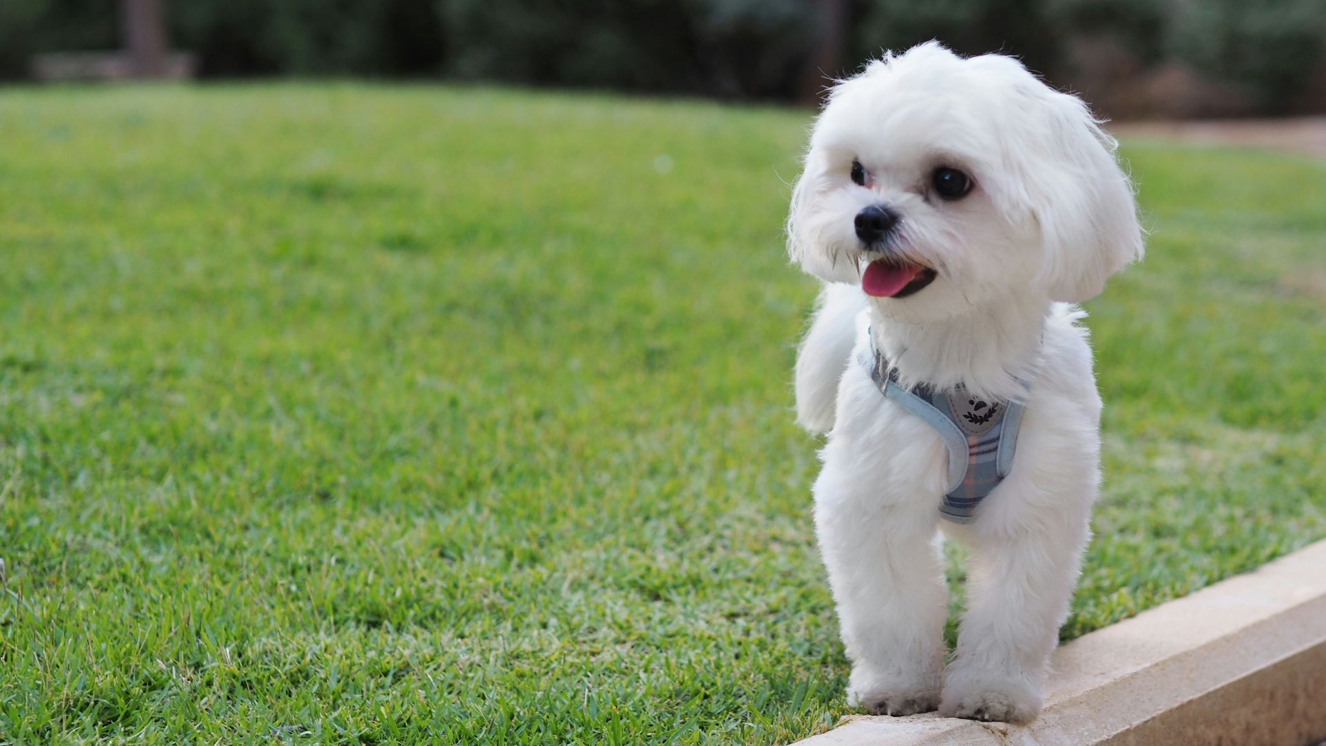 a small white dog standing on top of a lush green field