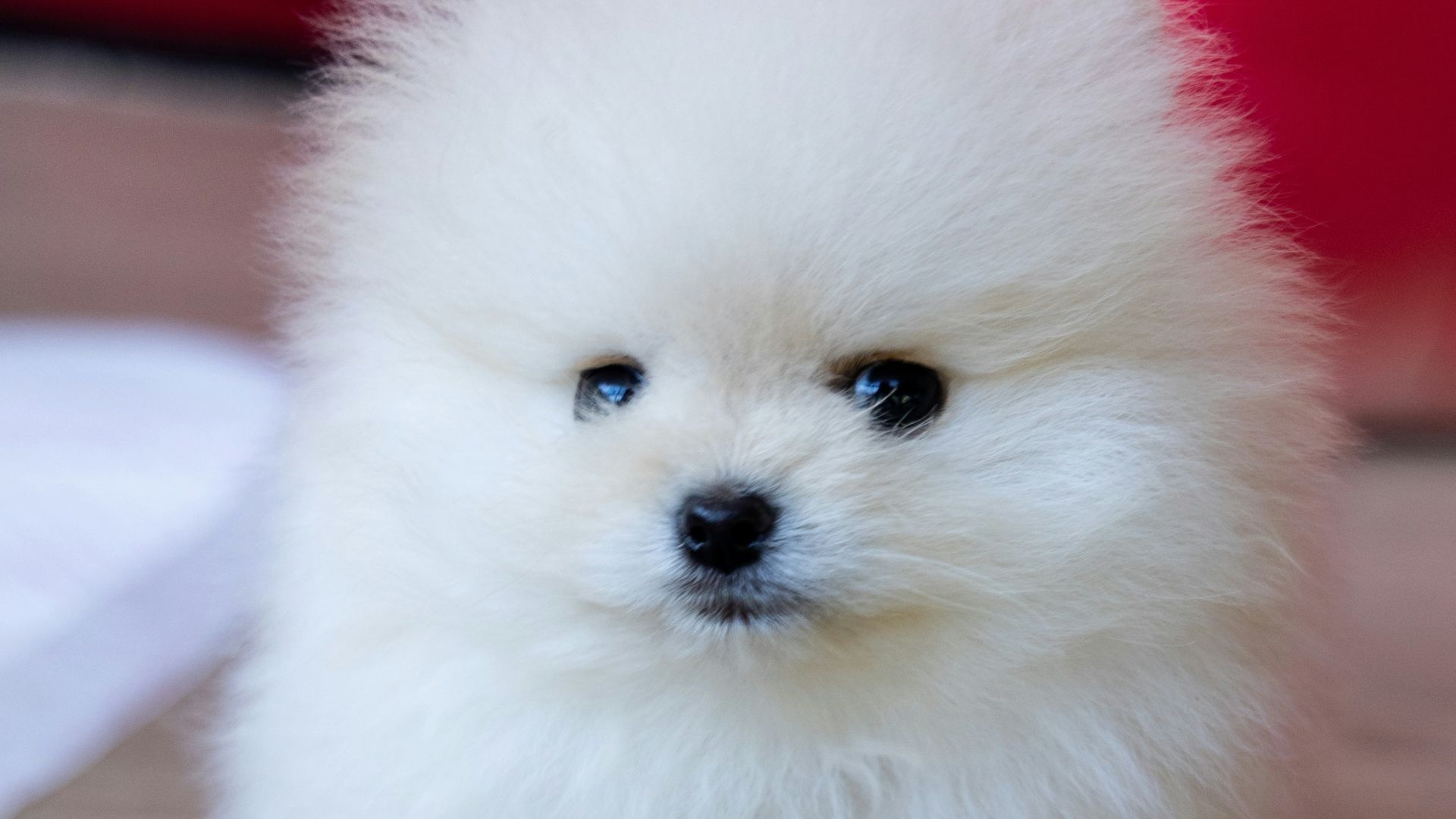 white pomeranian puppy on brown wooden floor
