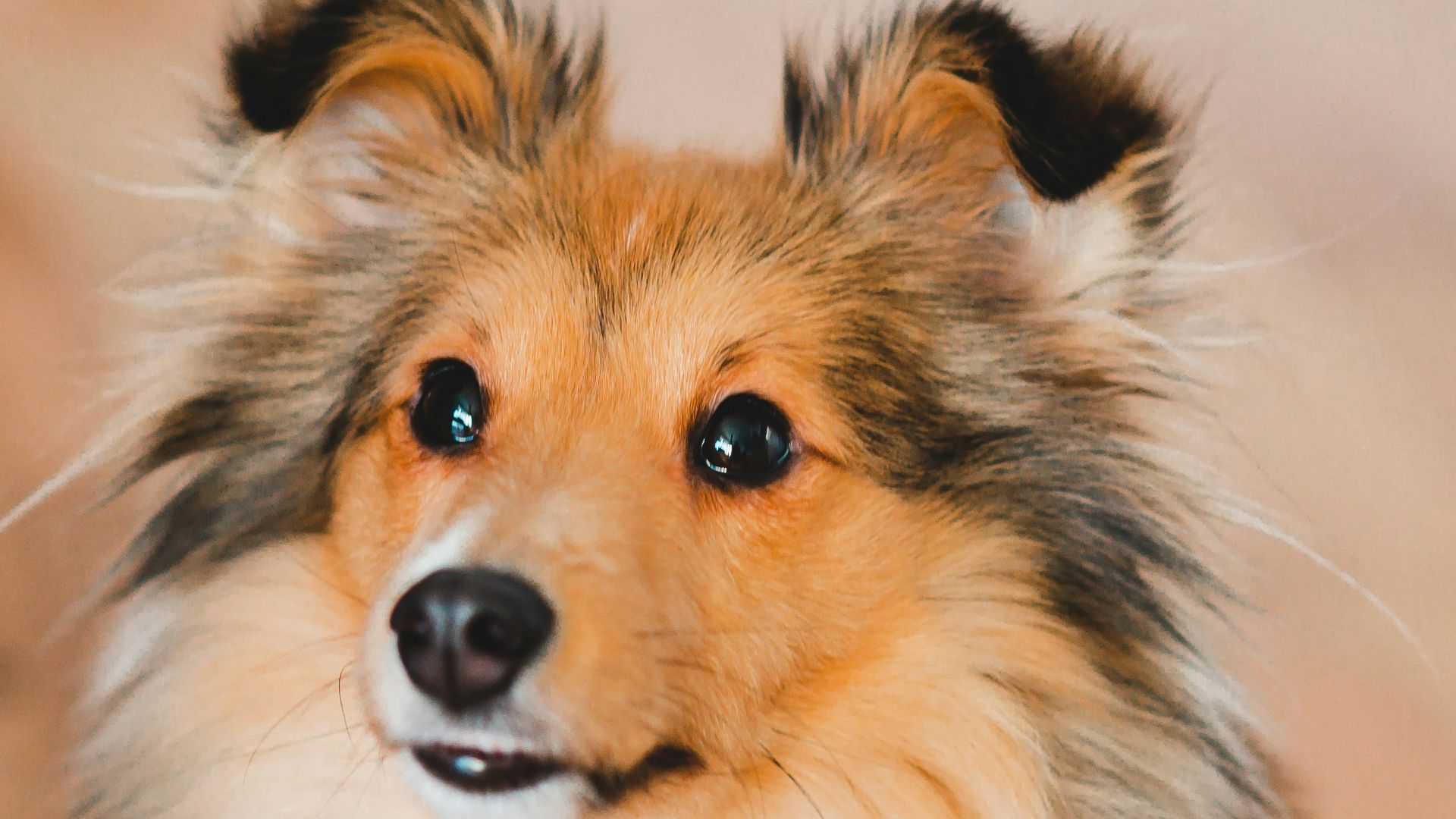 brown white and black long coated dog