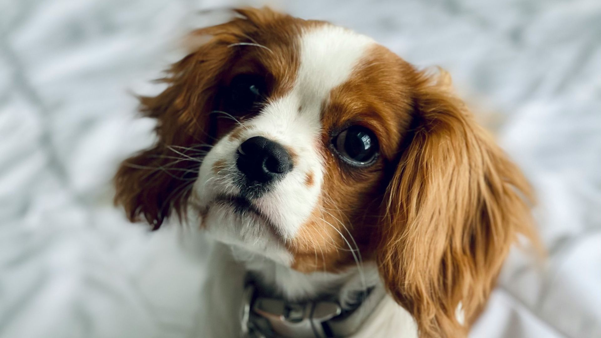 brown and white long haired small dog on white textile