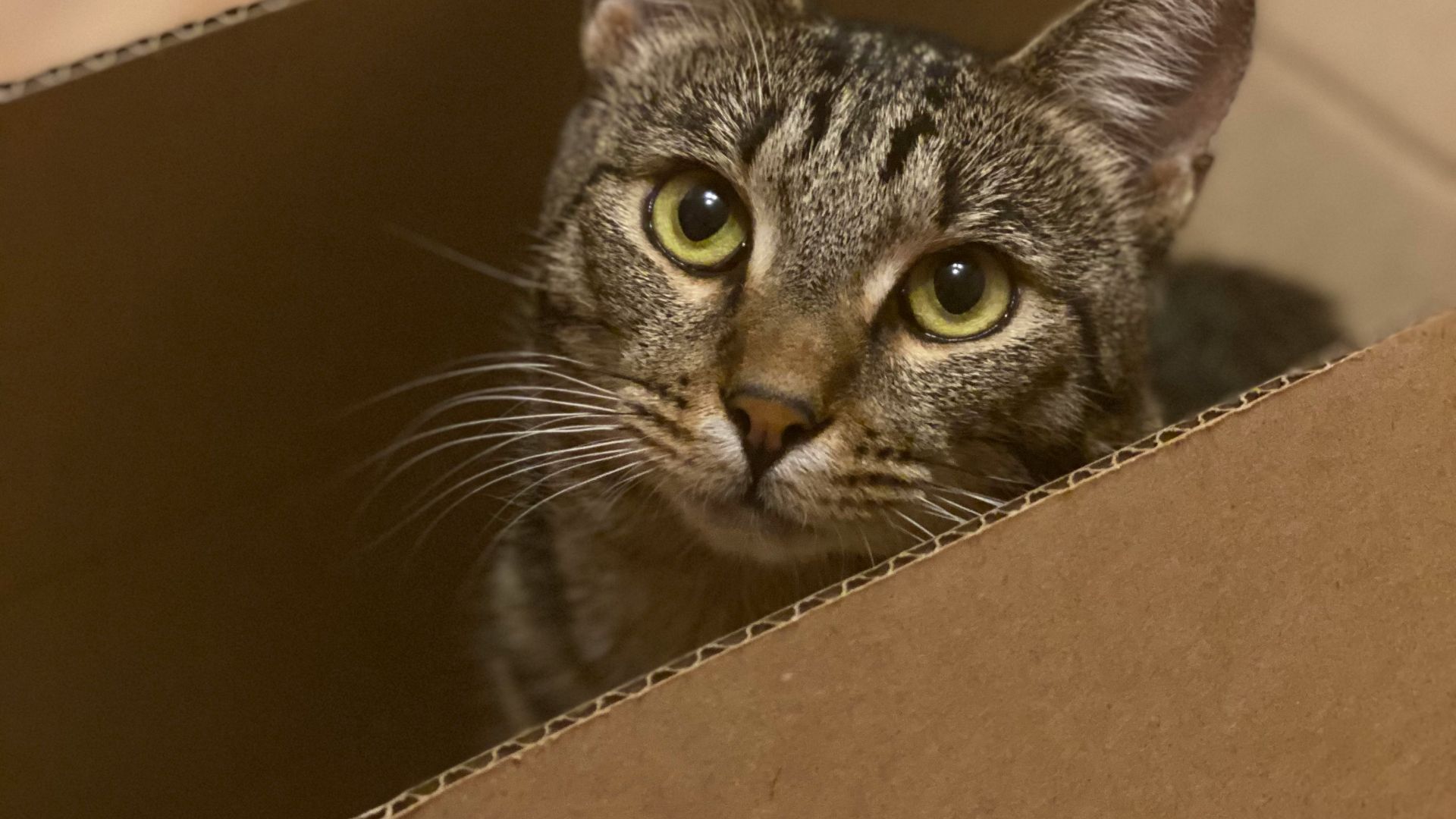 silver tabby cat in brown cardboard box